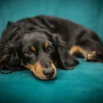 Σκύλος που ξύνεται συνέχεια