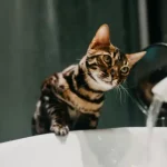 Η γάτα κάνει κακά έξω από την άμμο