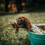 Η καθημερινή φροντίδα του σκύλου