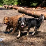 Γιατί μυρίζει άσχημα ο σκύλος μου