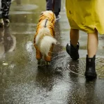 Σκύλος και καταιγίδες: Πώς να τον κρατήσεις ήρεμο στη βροχή