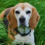 Γιατί ο σκύλος μου τρώει χόρτα