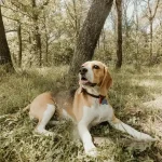 εξωπαράσιτα σε σκύλους και γάτες