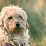 Καθημερινή υγιεινή σε σκύλους