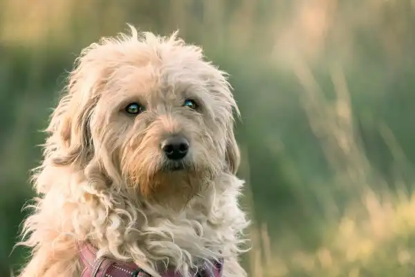 Καθημερινή υγιεινή σε σκύλους