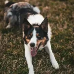 Ενδοπαράσιτα σε σκύλους και γάτες