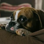 δηλητηρίαση σε σκύλους και γάτες