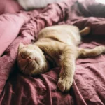 γιατί οι γάτες κοιμούνται τόσο πολύ